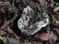 Földtoló galambgomba (Russula delica), Pilis